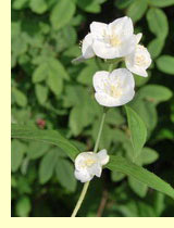 Чубушник тонколистный, дикий жасмин (Philadelphus tenuifolius Rupr et Maxim.) Чубушник тонколистный, дикий жасмин (Philadelphus tenuifolius Rupr et Maxim.)